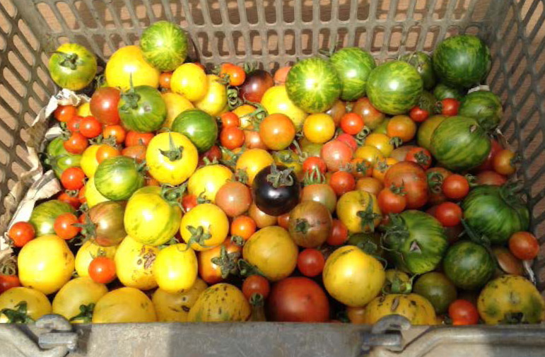 トマトを収穫